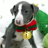 イタリアングレーハウンド