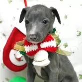 イタリアングレーハウンド