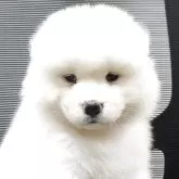 サモエド