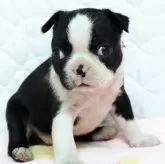 ボストンテリア