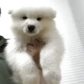 サモエド