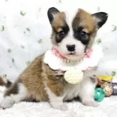 ウェルシュ・コーギー・ペンブローク【栃木県・女の子・2025年11月5日・レッド&ホワイト】の写真2