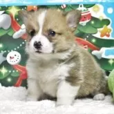 ウェルシュ・コーギー・ペンブローク【栃木県・男の子・2025年9月20日・レッド&ホワイト】の写真2