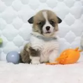 ウェルシュ・コーギー・ペンブローク【栃木県・男の子・2025年8月5日・レッド&ホワイト】の写真5