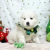 サモエド【栃木県・女の子・2025年10月3日・ホワイト】の写真3