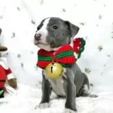 イタリアングレーハウンド【栃木県・女の子・2025年9月20日・ブルー&ホワイト】の写真3