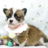 ウェルシュ・コーギー・ペンブローク【栃木県・女の子・2025年11月5日・レッド&ホワイト】の写真3