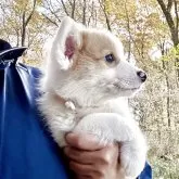 ウェルシュ・コーギー・ペンブローク【栃木県・男の子・2025年9月20日・レッド&ホワイト】の写真3