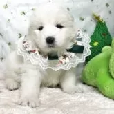 サモエド【栃木県・女の子・2025年10月3日・ホワイト】の写真3