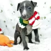 イタリアングレーハウンド【栃木県・女の子・2025年9月20日・ブルー&ホワイト】の写真5