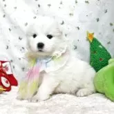 サモエド【栃木県・女の子・2025年10月3日・ホワイト】の写真5