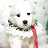 サモエド【栃木県・女の子・2025年10月3日・ホワイト】の写真5