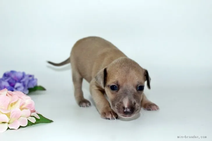 T.M 様のお迎えした子犬