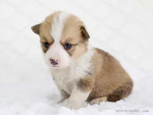 ID:1601-01605の子犬