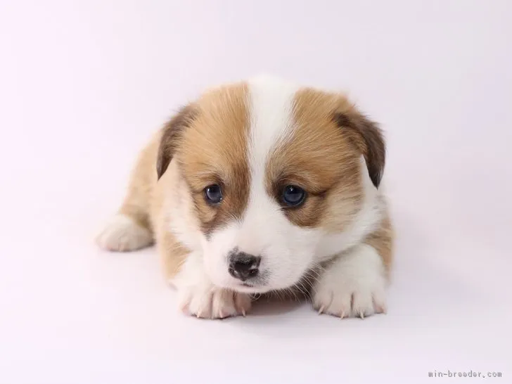 ID:1805-00171の子犬