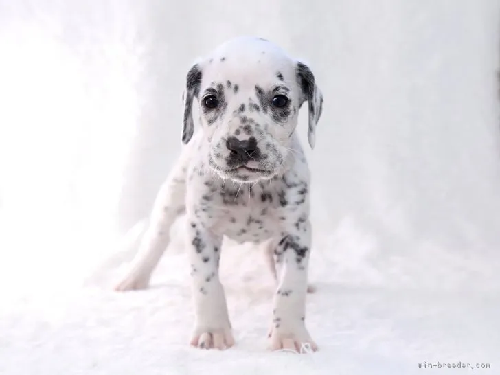 早紀 様のお迎えした子犬