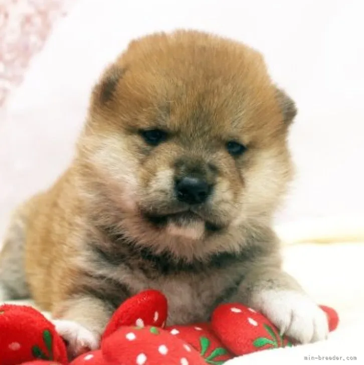 ID:2302-03169の子犬