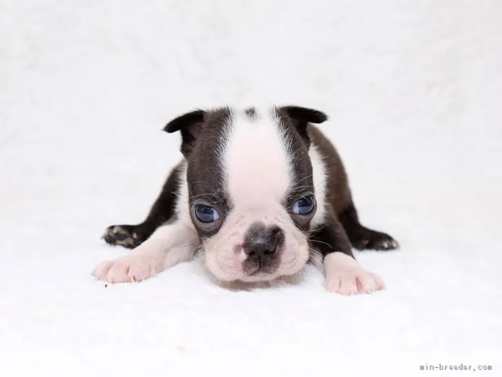 ID:1707-02091の子犬