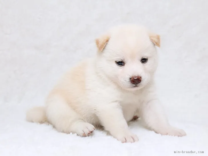 柴犬(標準サイズ)【栃木県・男の子・2017年6月4日・白】の写真1