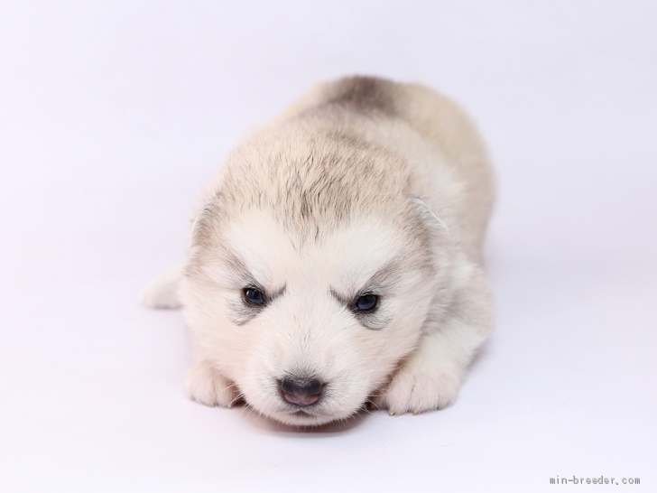 ハスキー 子犬 遠吠え 559717ハスキー 子犬 遠吠え