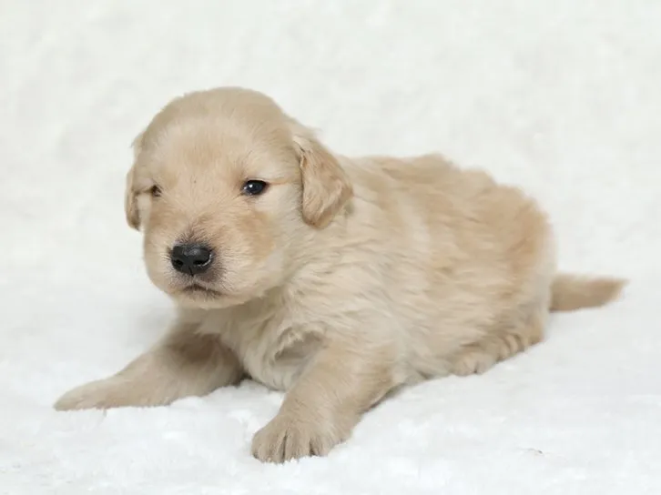 ID:1610-01416の子犬