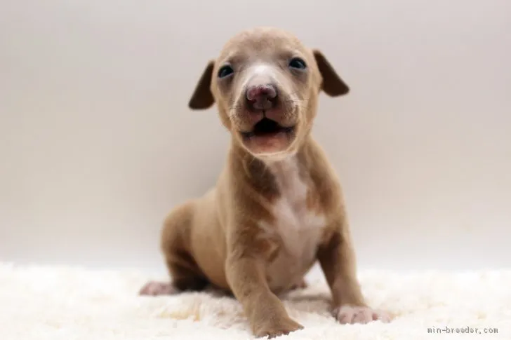 あずき 様のお迎えした子犬