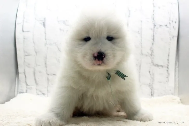 T.T 様のお迎えした子犬