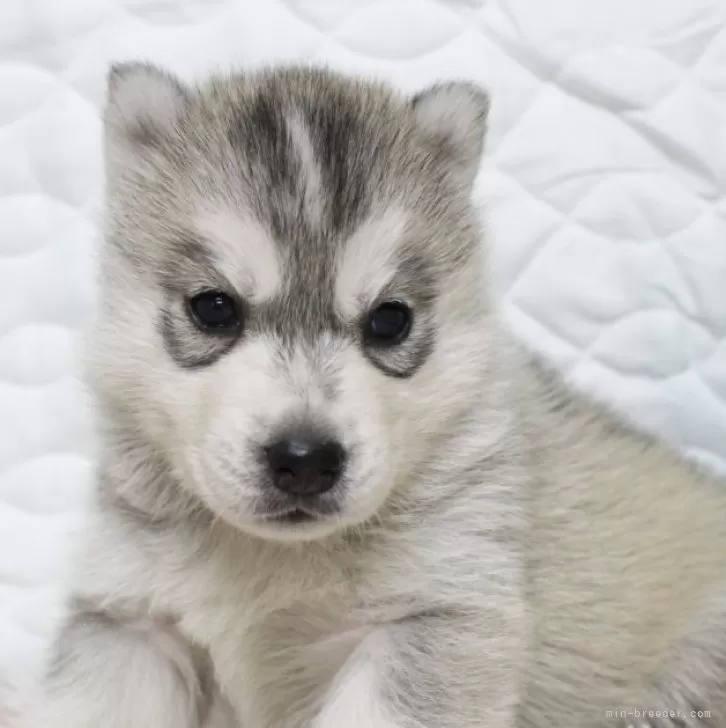 ID:2404-01538の子犬