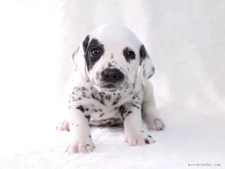 ID:1803-00147の子犬