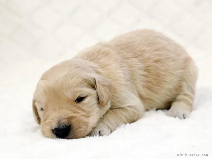 ダヤン 様のお迎えした子犬