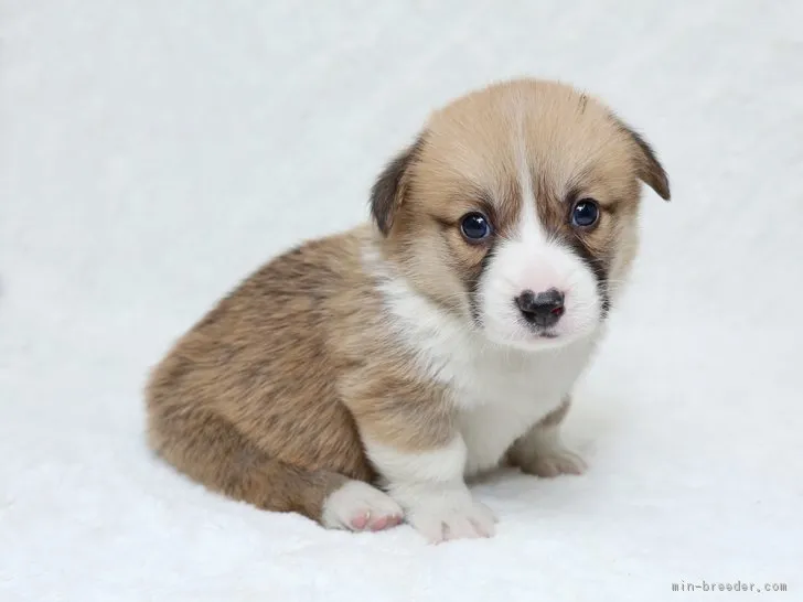ID:1706-01000の子犬