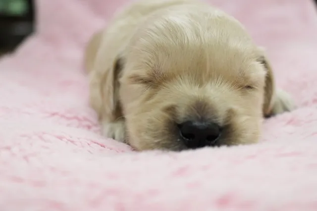 マリア 様のお迎えした子犬