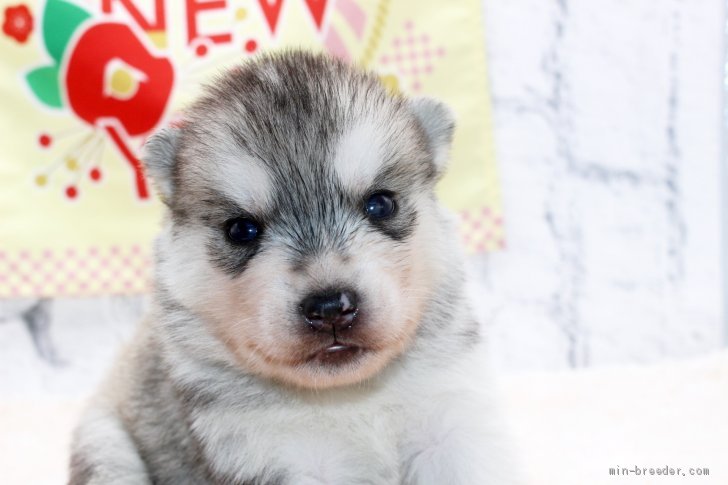 シベリアンハスキーの子犬をお迎えいただいたお客様の声 口コミ 評判 栃木県 みんなのブリーダー シベリアンハスキーの子犬をお迎えいただいたお客様の声 口コミ 評判 栃木県 みんなのブリーダー