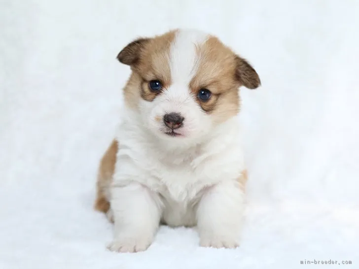 ID:1702-00714の子犬
