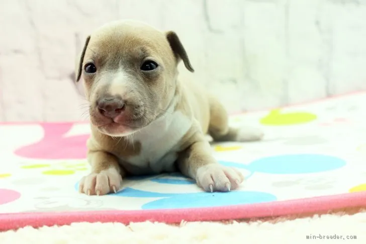 M.K 様のお迎えした子犬