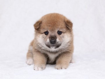 柴犬(標準サイズ)【栃木県・男の子・2017年5月6日・赤】の写真「兄弟の中では一番大きい子です。」