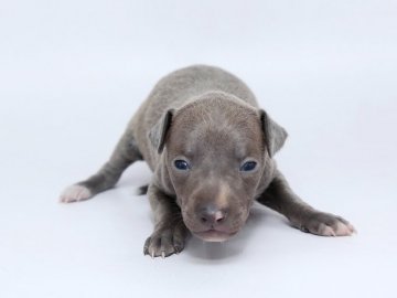 イタリアングレーハウンド【栃木県・男の子・2020年4月10日・ブルー&ホワイト】の写真「とても元気に成長してます。」