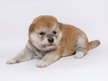 柴犬(標準サイズ)【栃木県・女の子・2018年10月7日・赤】の写真「女の子らしいお顔で可愛いです。」