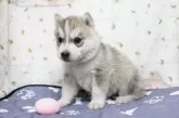シベリアンハスキー【栃木県・女の子・2024年9月14日・シルバーホワイト】の写真3