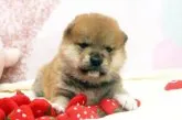 柴犬(標準サイズ)【栃木県・男の子・2023年1月15日・赤】の写真3