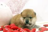 柴犬(標準サイズ)【栃木県・男の子・2023年1月15日・赤】の写真4