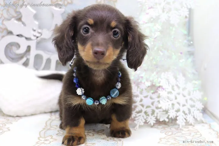 ID：2012-03066の子犬