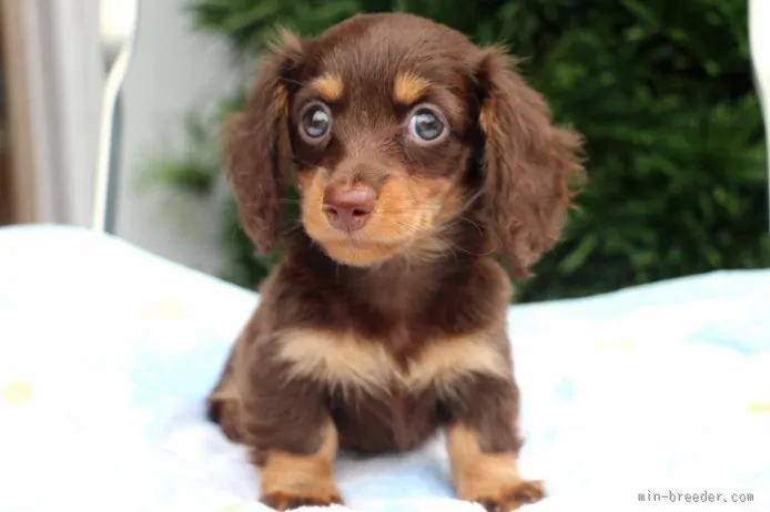 kyon 様のお迎えした子犬