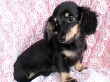 ミニチュアダックスフンド(ロング)【鹿児島県・女の子・2013年3月27日・ブラッククリーム】の写真「父犬がカニンヘンのため、カニンヘンサイズの小ぶりな仔です。」