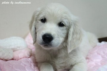 ゴールデンレトリバー【鹿児島県・男の子・2021年10月17日・クリーム(オフホワイト)】の写真「☆父犬は、ヨーロッパからの輸入犬で優良血統!!」