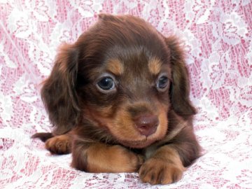 カニンヘンダックスフンド(ロング)【鹿児島県・女の子・2013年8月6日・チョコタン】の写真「両親犬小ぶりなカニンヘンから生まれた、キュートな女の子。」