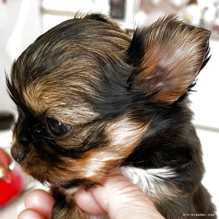 ID：2510-07285の子犬