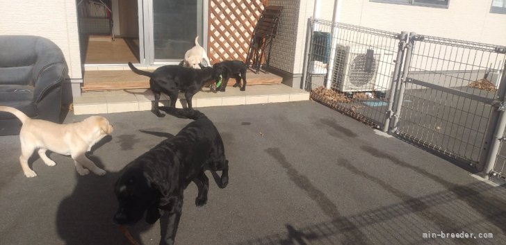 松本　範子(まつもと　のりこ)ブリーダー(栃木県・バーニーズ・マウンテン・ドッグなど・JKC登録)の紹介写真4