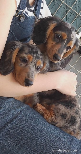 未来のママ候補｜松本　範子(まつもと　のりこ)ブリーダー(栃木県・バーニーズ・マウンテン・ドッグなど・JKC登録)の紹介写真6