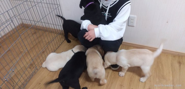 大切なふれあいの時間｜松本　範子(まつもと　のりこ)ブリーダー(栃木県・バーニーズ・マウンテン・ドッグなど・JKC登録)の紹介写真7